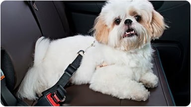 Práctico accesorio extensor acoplado al cinturón de seguridad y al arnés del perro, garantizando su protección y cumpliendo con las normas de tránsito en la nueva Chevrolet Spin en Argentina.