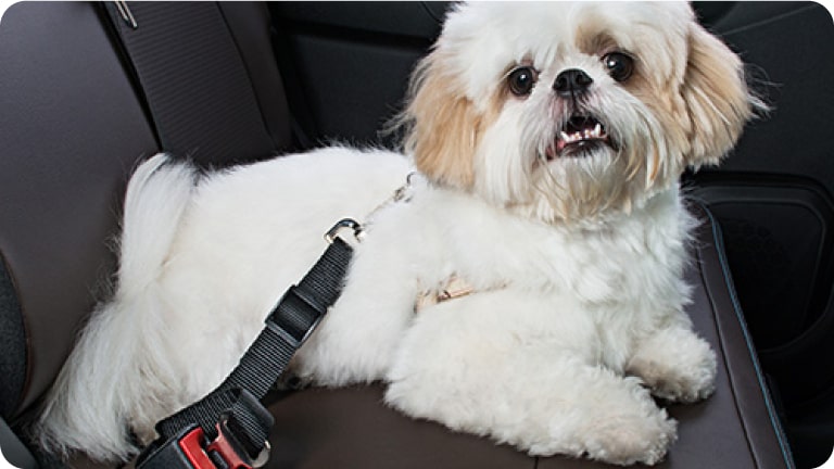 Extensor de cinturón de seguridad para mascotas del Chevrolet Spark EUV.