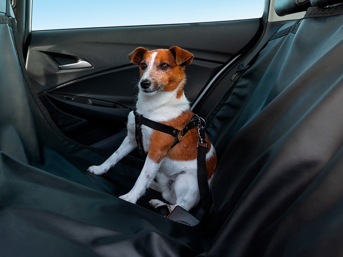 Imagen de un perro pequeño atado a uno de los asientos traseros de un vehículo Chevrolet.