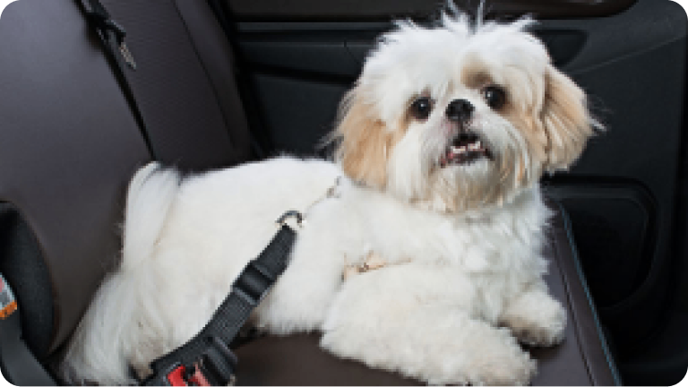 Imagen de un perro blanco en el asiento trasero, usando el accesorio extensor de cinturón de seguridad para mascotas.